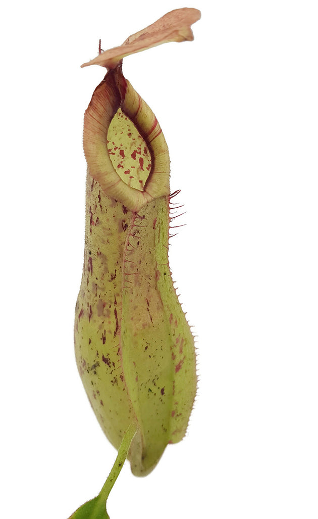 Nepenthes dyeriana &quot;Mojito&quot;