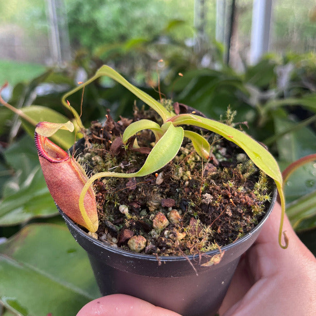 Nepenthes ovata BE-4084
