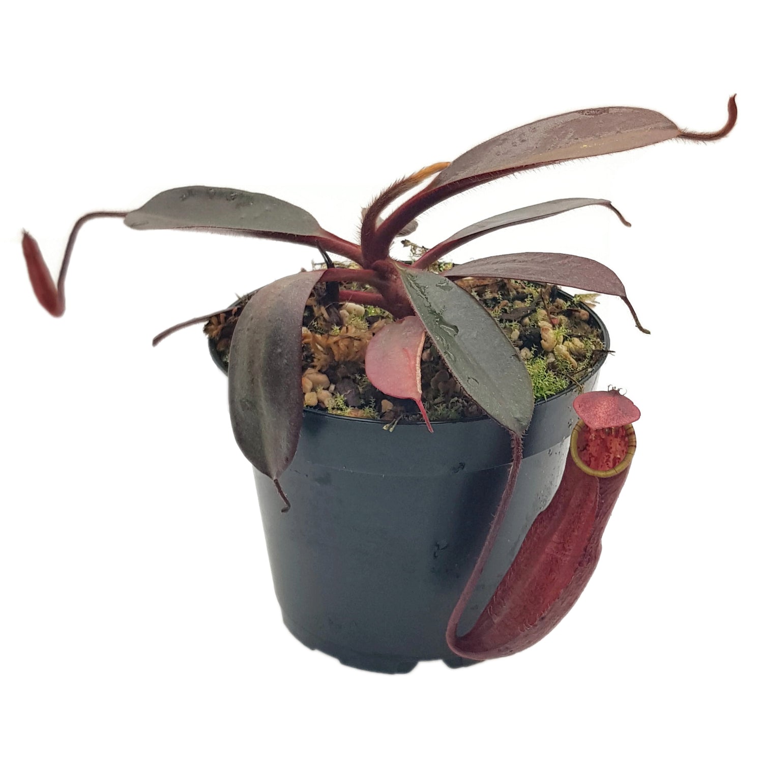 Nepenthes peltata BE-4613