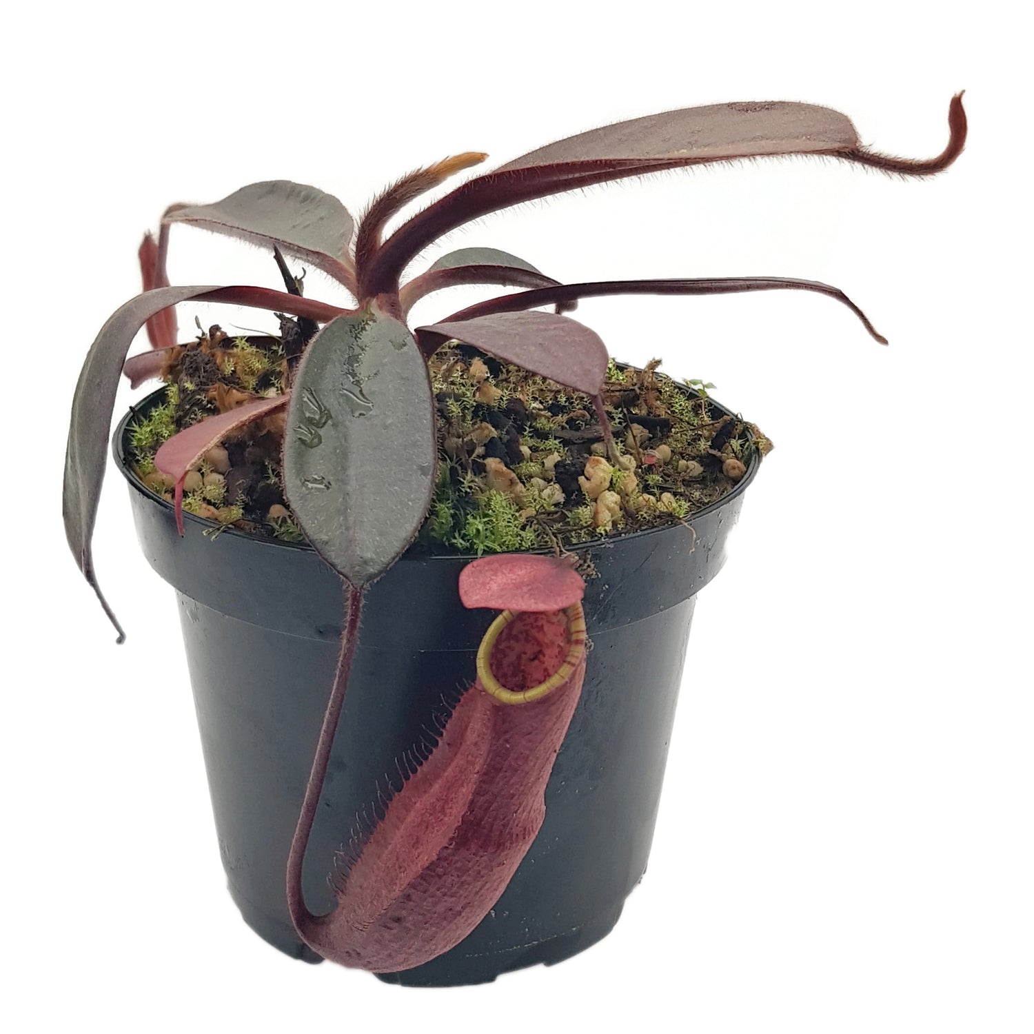 Nepenthes peltata BE-4613