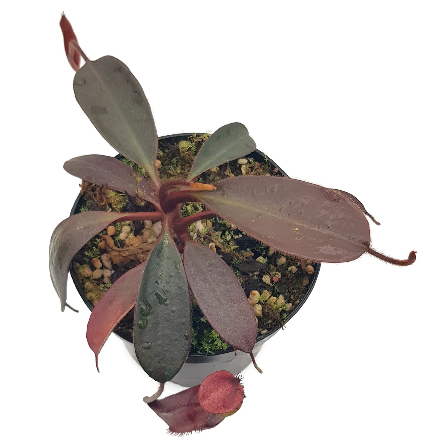 Nepenthes peltata BE-4613