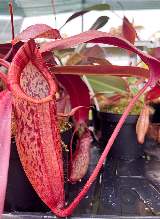 Nepenthes peltata x sp. 