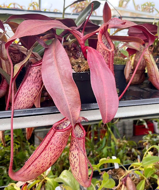 Nepenthes peltata x sp. 