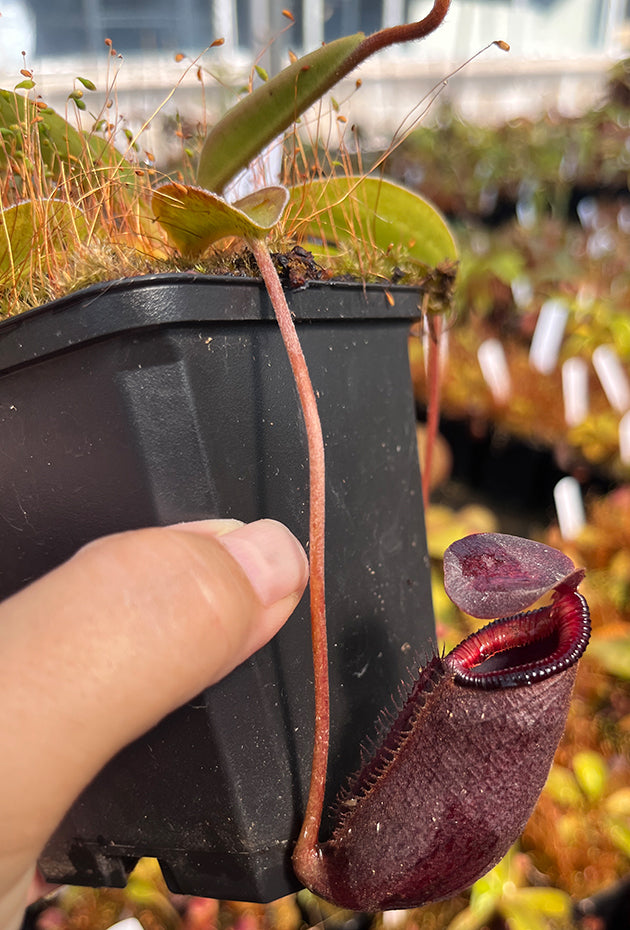 Nepenthes rajah x lowii BE-4502