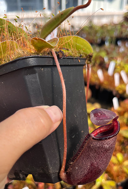 Nepenthes rajah x lowii BE-4502