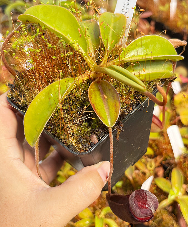 Nepenthes rajah x lowii BE-4502