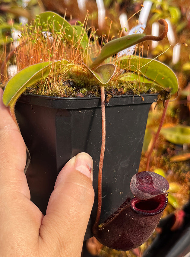 Nepenthes rajah x lowii BE-4502