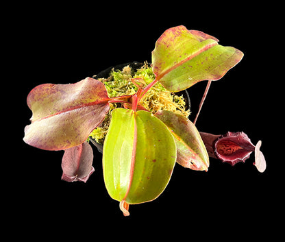 Nepenthes rajah x robcantleyi BE-4019 - XL Showpiece