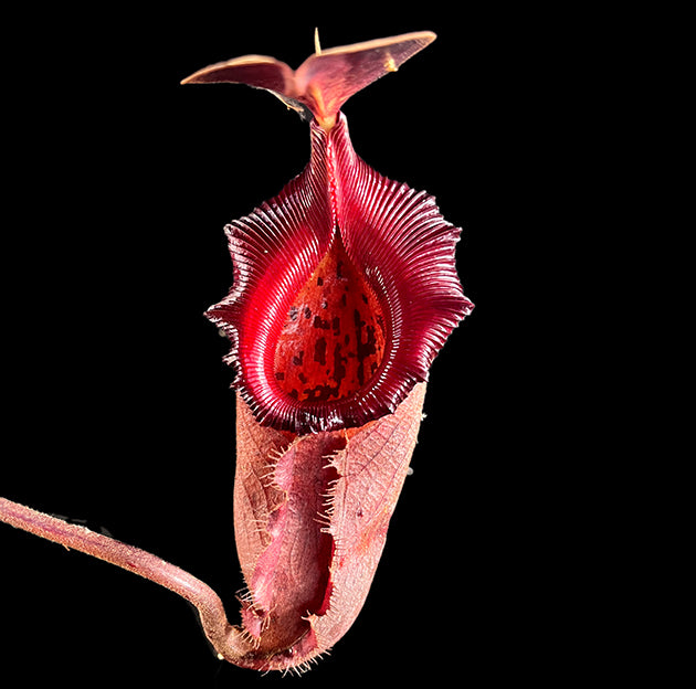 Nepenthes rajah x robcantleyi BE-4019 - XL Showpiece