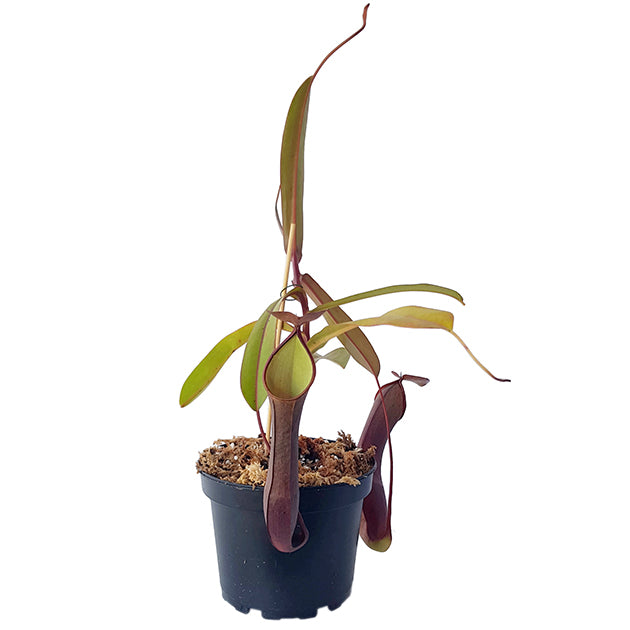 Nepenthes ramispina x reinwardtiana BE-3711