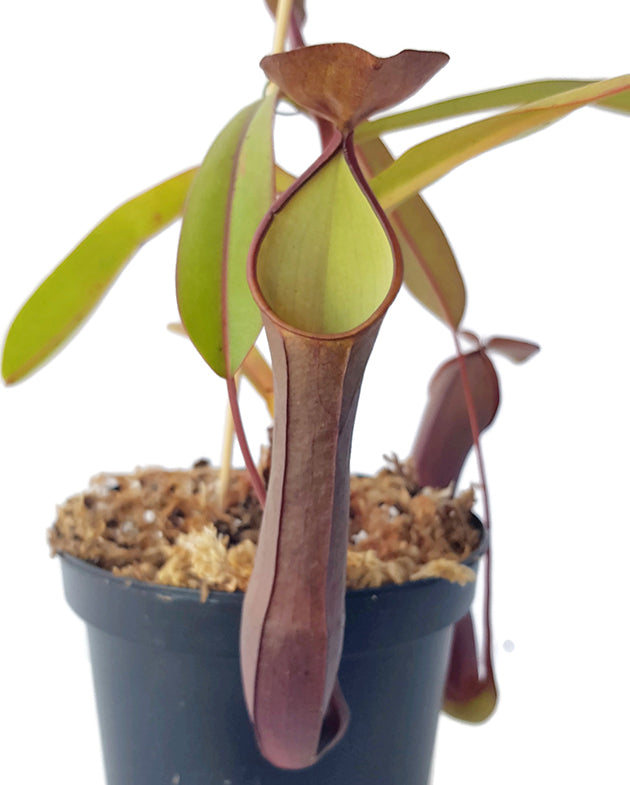 Nepenthes ramispina x reinwardtiana BE-3711