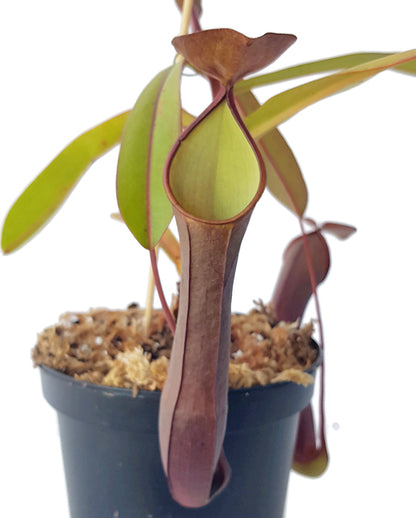 Nepenthes ramispina x reinwardtiana BE-3711