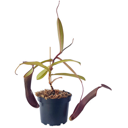 Nepenthes ramispina x reinwardtiana BE-3711