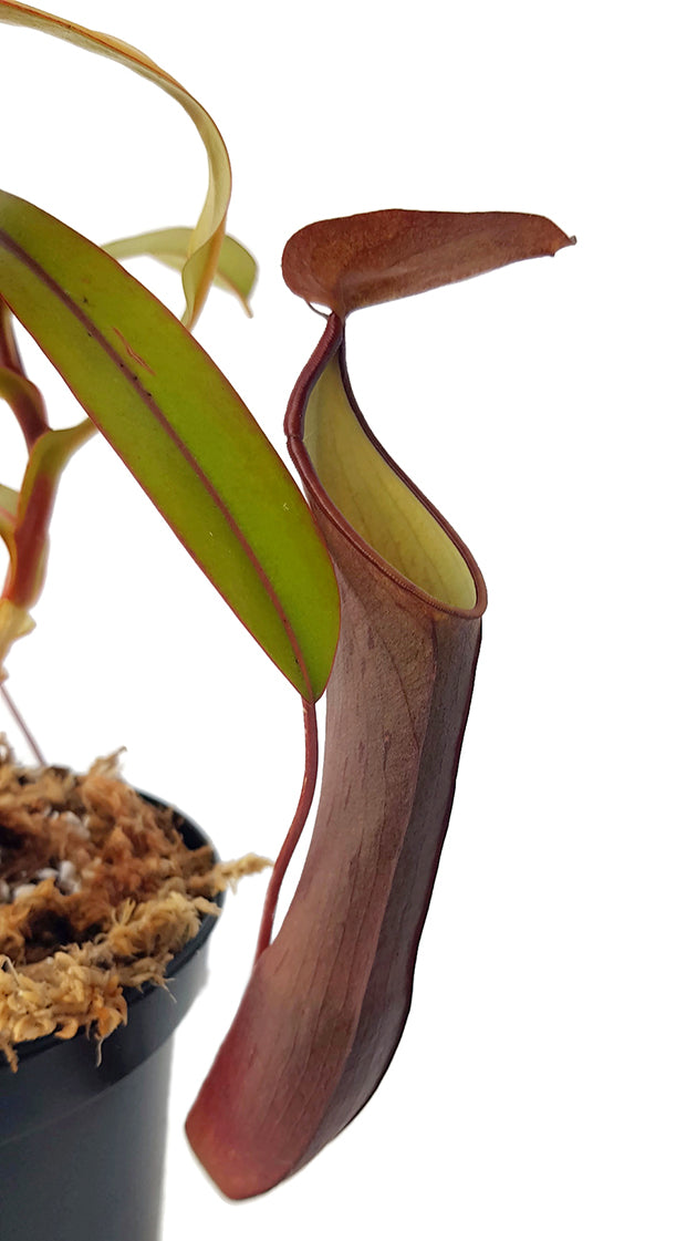 Nepenthes ramispina x reinwardtiana BE-3711