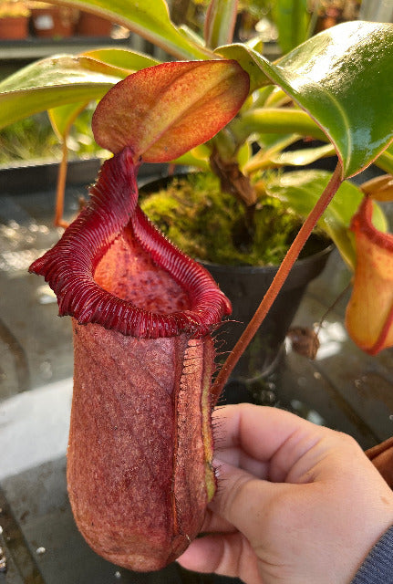 Nepenthes robcantleyi x (sibuyanensis x ventricosa) BE-3748 - XL Showpiece