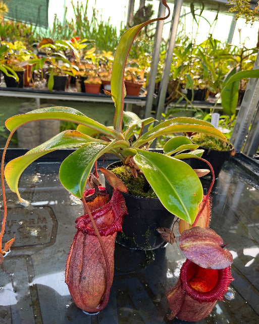 Nepenthes robcantleyi x (sibuyanensis x ventricosa) BE-3748 - XL Showpiece