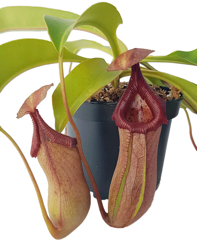 Nepenthes robcantleyi x ventricosa BE-4074 - XL Showpiece