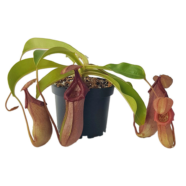 Nepenthes robcantleyi x ventricosa BE-4074 - XL Showpiece