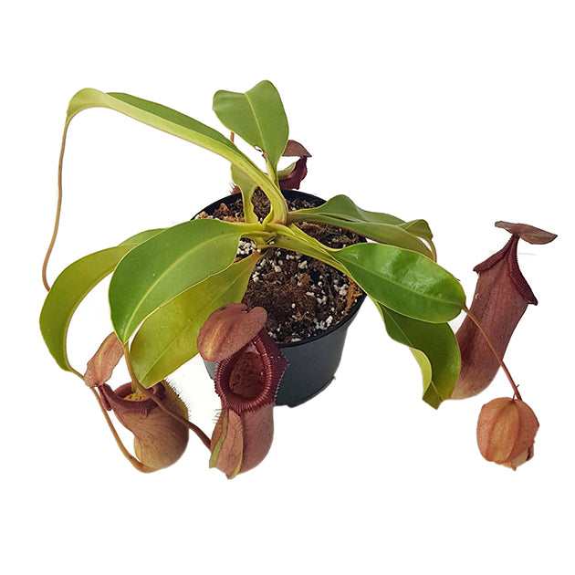 Nepenthes robcantleyi x ventricosa BE-4074 - XL Showpiece