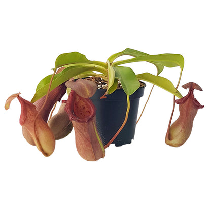 Nepenthes robcantleyi x ventricosa BE-4074 - XL Showpiece