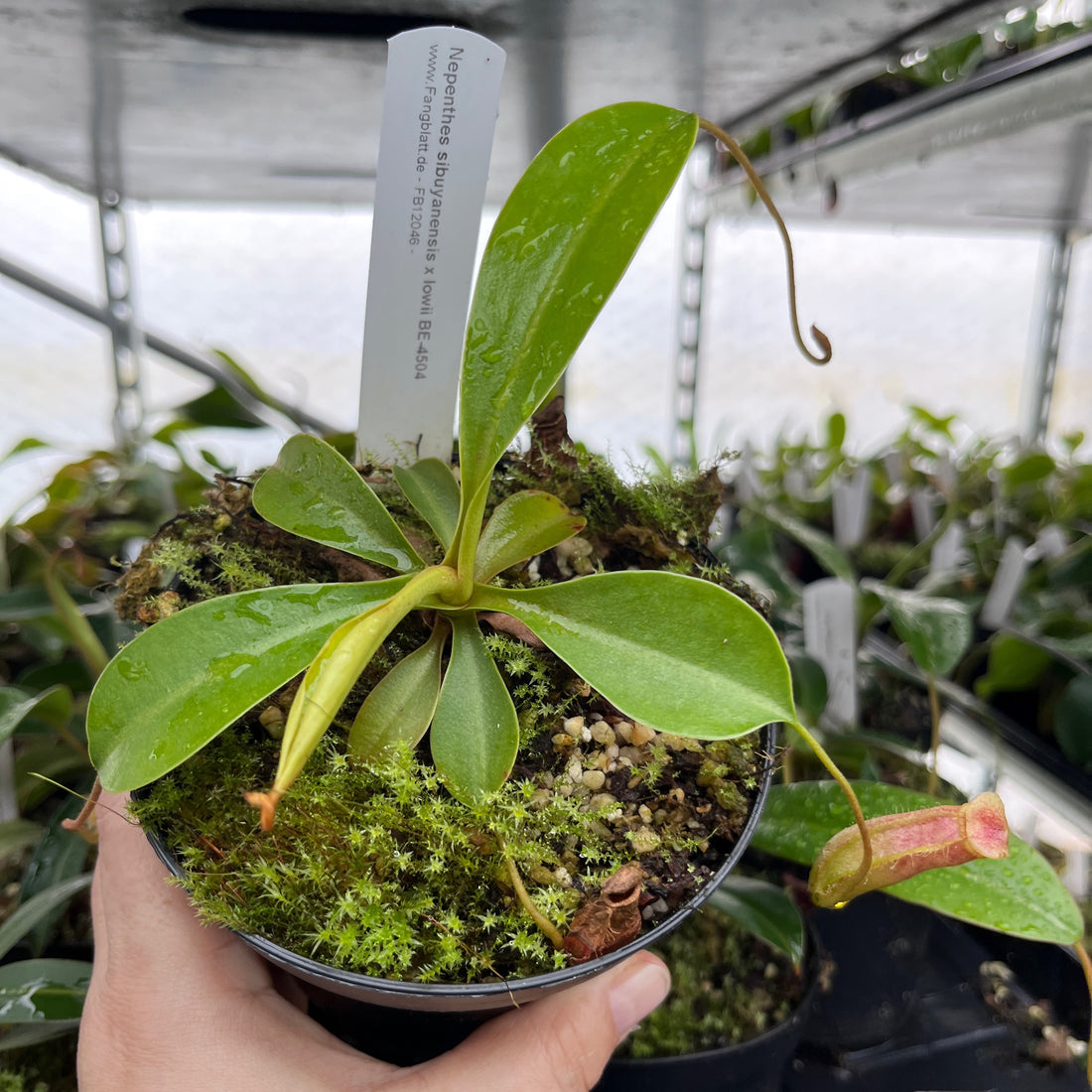 Nepenthes sibuyanensis x lowii BE-4504