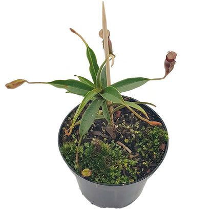 Nepenthes (singalana x hamata) x hamata BE-4576