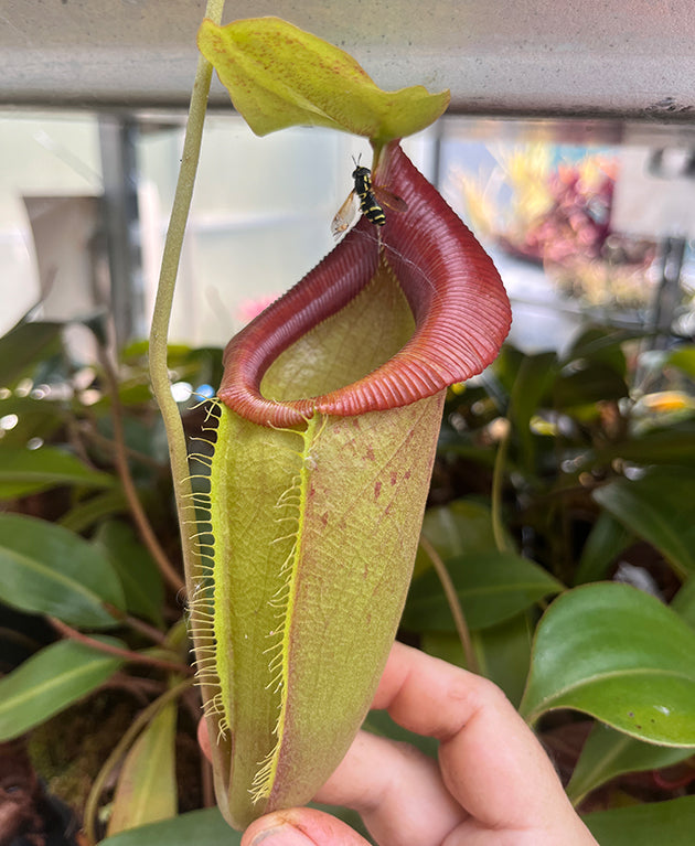 Nepenthes spathulata x flava BE-4048