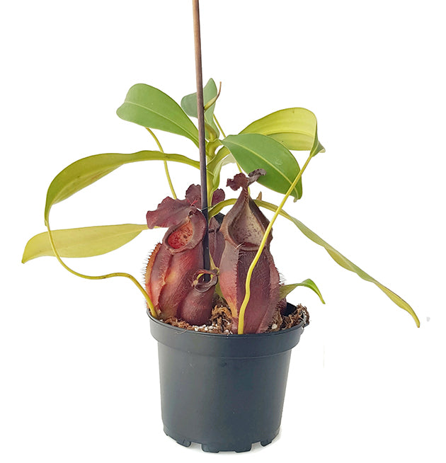 Nepenthes spathulata x gymnamphora BE-3422