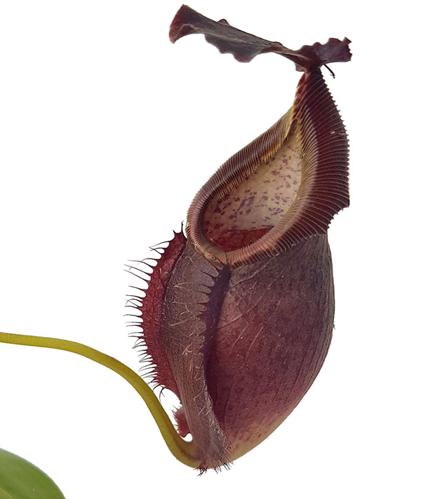 Nepenthes spathulata x gymnamphora BE-3422