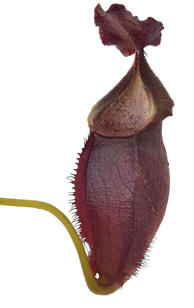 Nepenthes spathulata x gymnamphora BE-3422