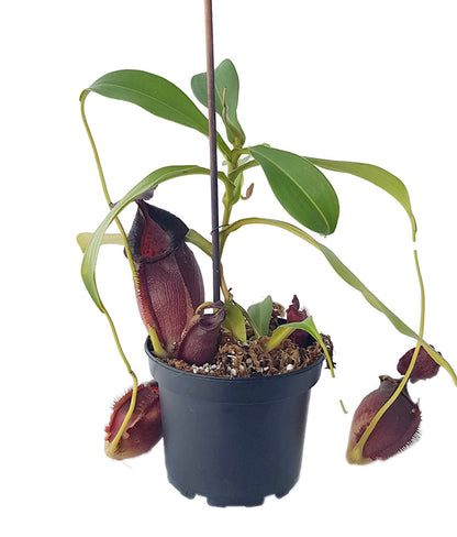 Nepenthes spathulata x gymnamphora BE-3422