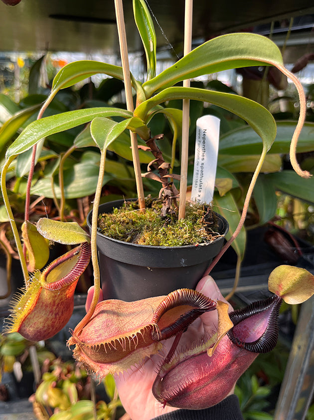 Nepenthes spathulata x hamata (diabolica) BE-3983