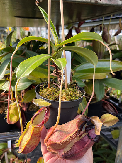 Nepenthes spathulata x hamata (diabolica) BE-3983