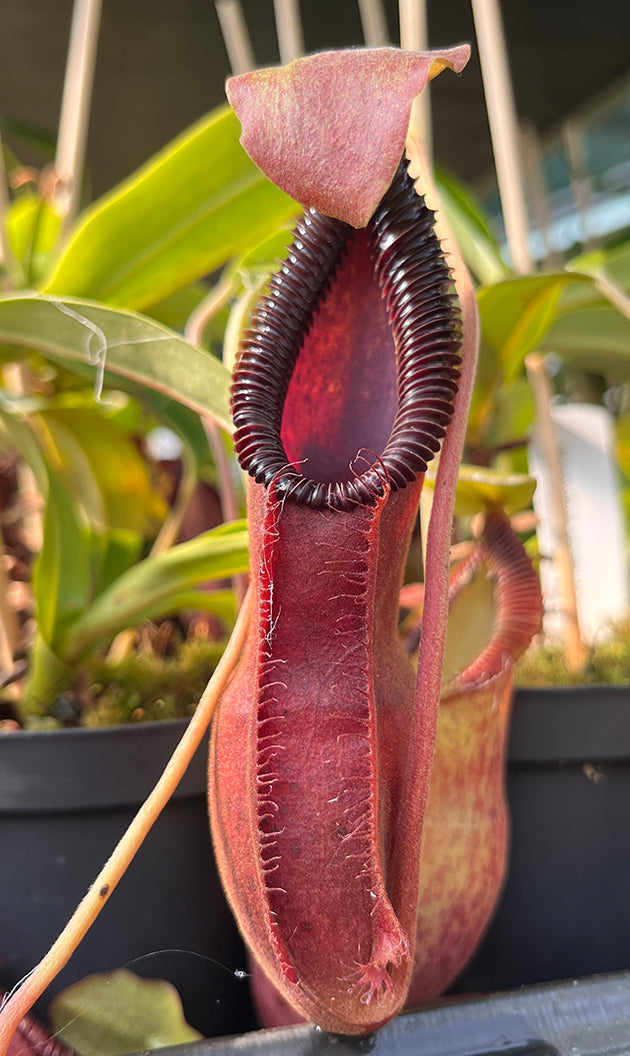 Nepenthes spathulata x hamata (diabolica) BE-3983