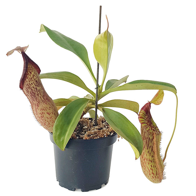 Nepenthes spathulata x peltata BE-3866