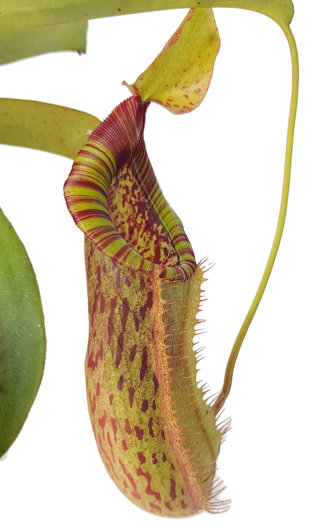 Nepenthes spathulata x peltata BE-3866