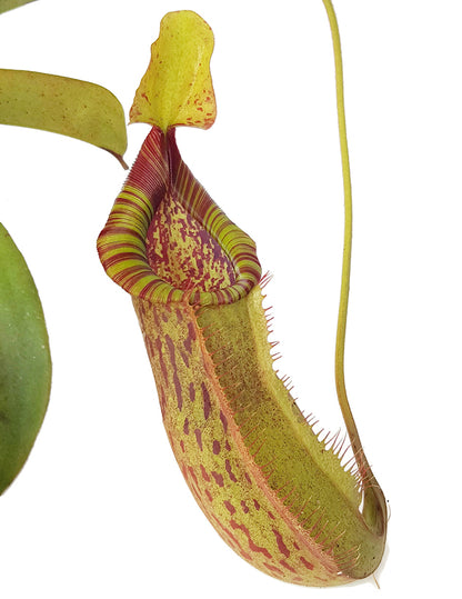 Nepenthes spathulata x peltata BE-3866