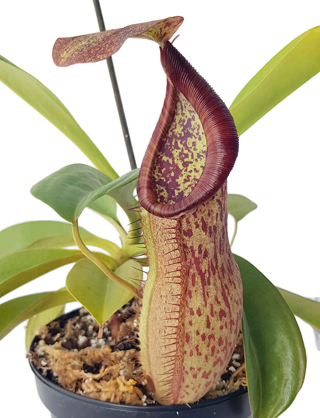 Nepenthes spathulata x peltata BE-3866 - XL Showpiece