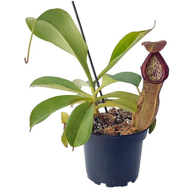 Nepenthes spathulata x peltata BE-3866 - XL Showpiece