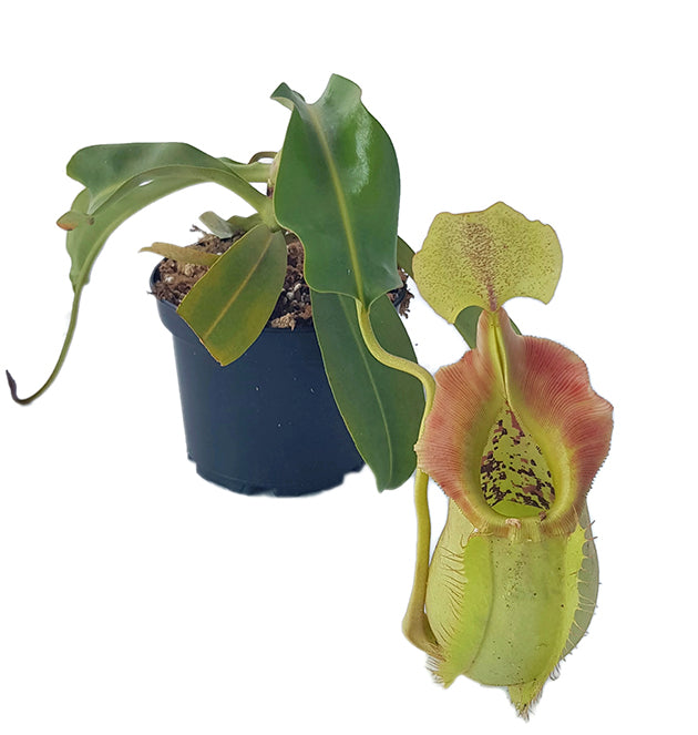 Nepenthes spathulata x veitchii BE-3648 - XL Showpiece