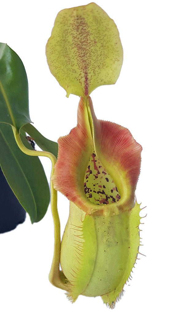 Nepenthes spathulata x veitchii BE-3648