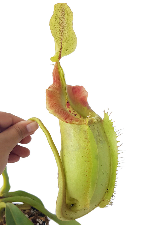 Nepenthes spathulata x veitchii BE-3648 - XL Showpiece