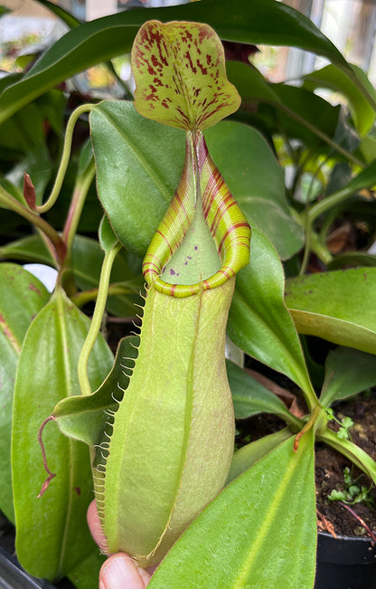 Nepenthes spathulata x veitchii BE-4590