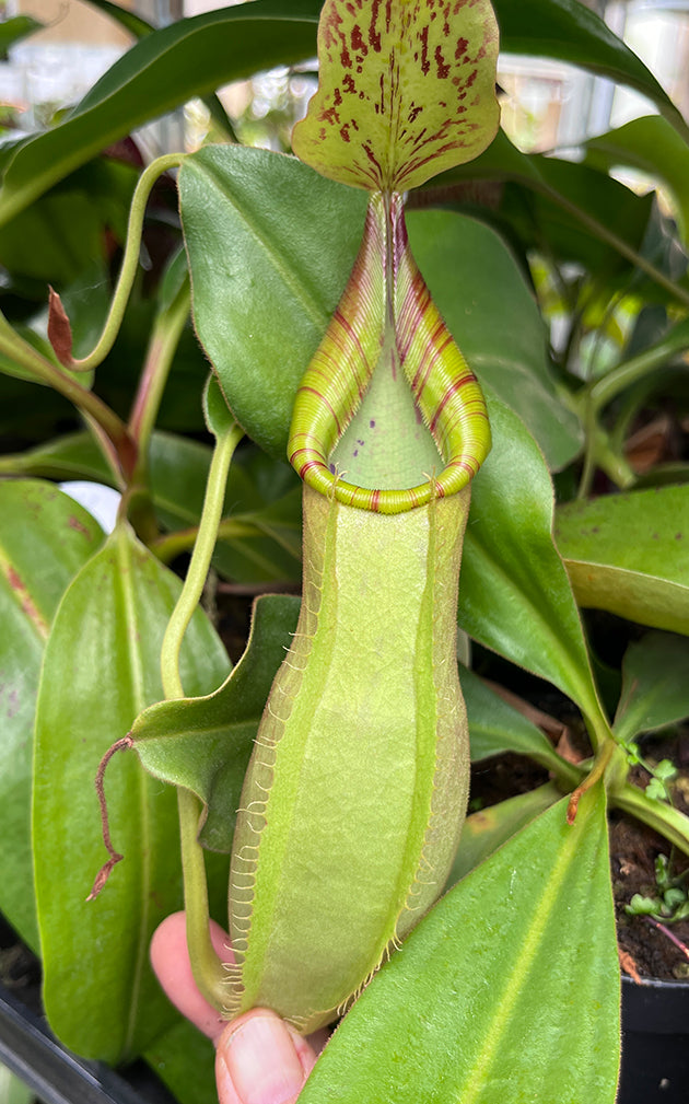 Nepenthes spathulata x veitchii BE-4590