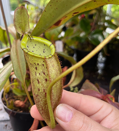 Nepenthes spectabilis x ampullaria BE-4587