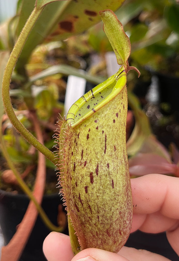 Nepenthes spectabilis x ampullaria BE-4587