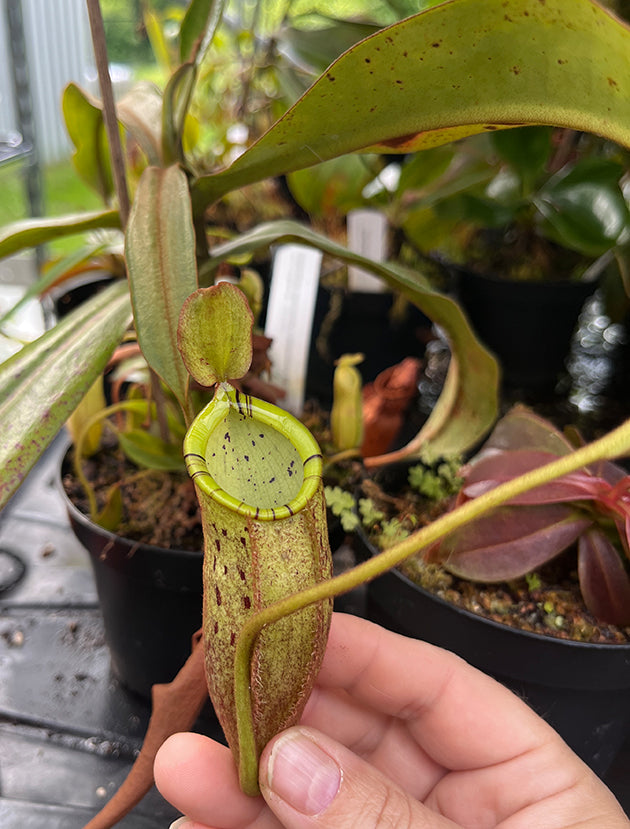 Nepenthes spectabilis x ampullaria BE-4587