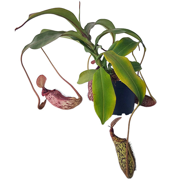 Nepenthes spectabilis x bongso BE-3991 - XL Showpiece