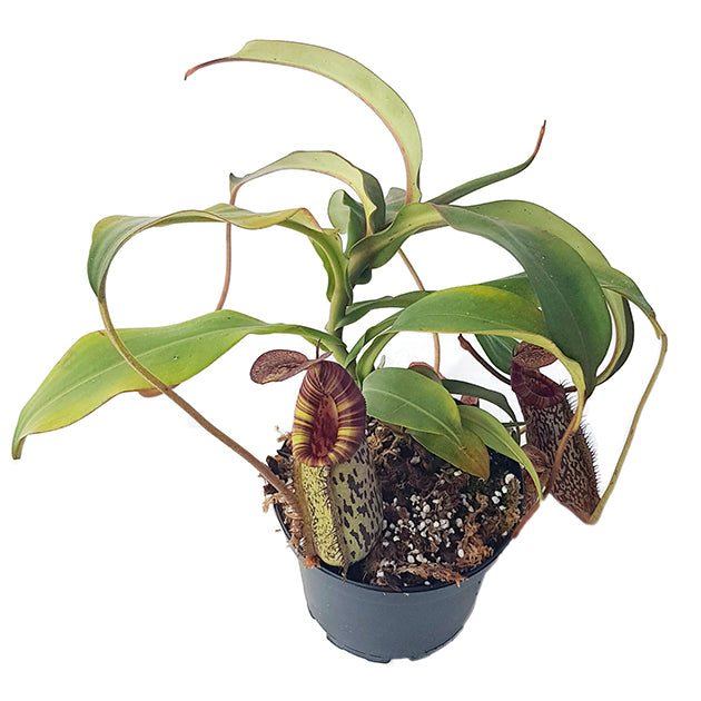 Nepenthes spectabilis x bongso BE-3991 - XL Showpiece