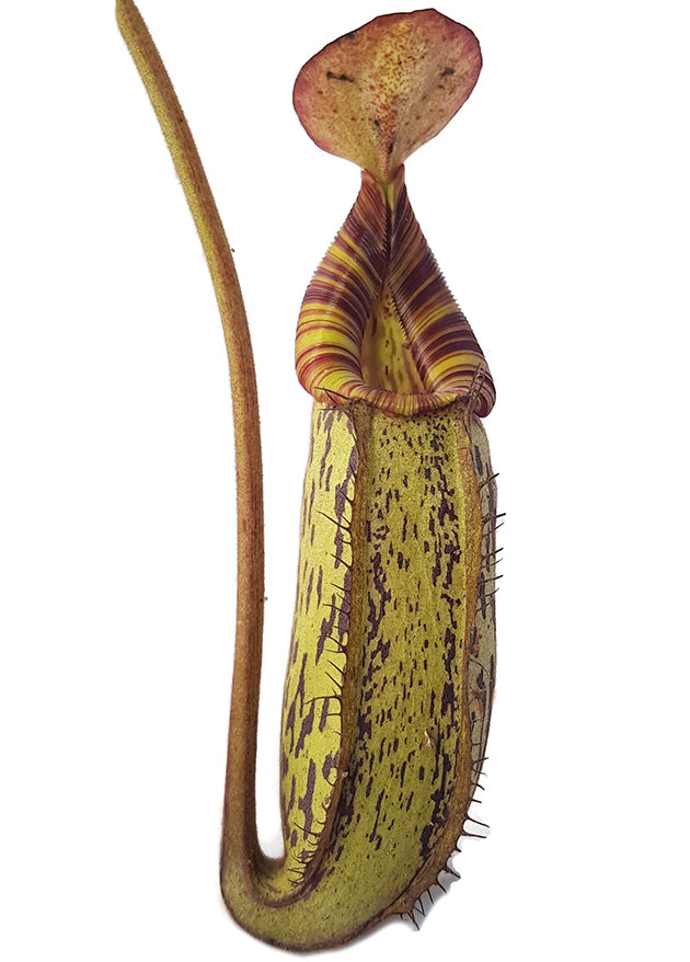 Nepenthes spectabilis x bongso BE-3991 - XL Showpiece